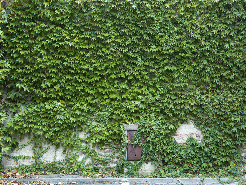 Green Foliage Ivy Wall Texture Free