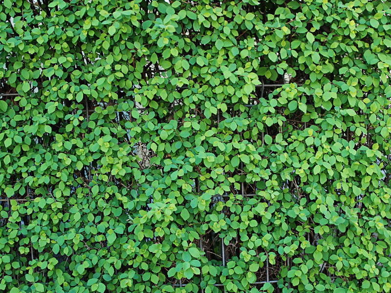 Green Leaves Wall Texture