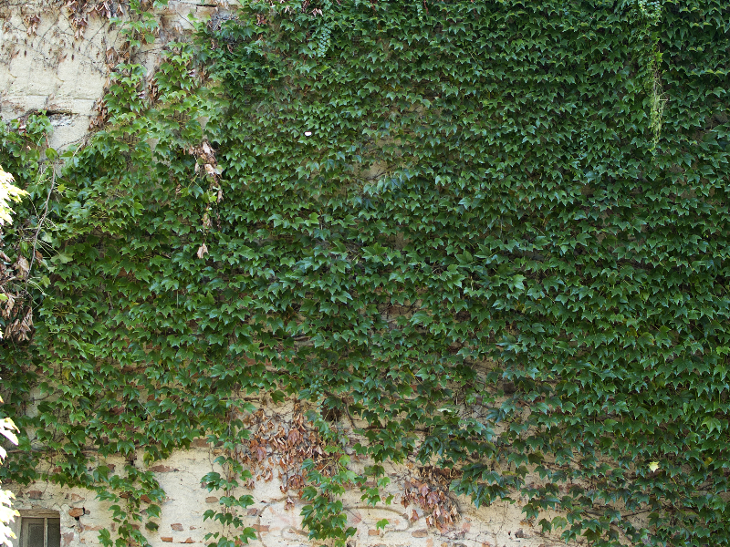 Корвина - Зеленая стена - 64 фото
