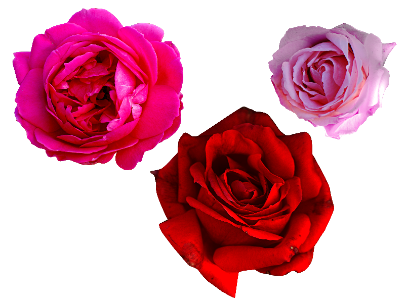 rose plant png