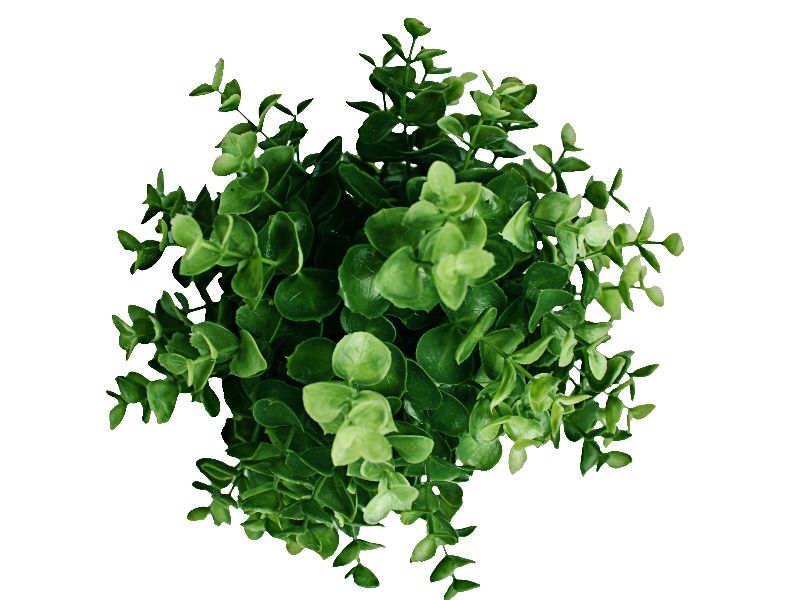plants top view png