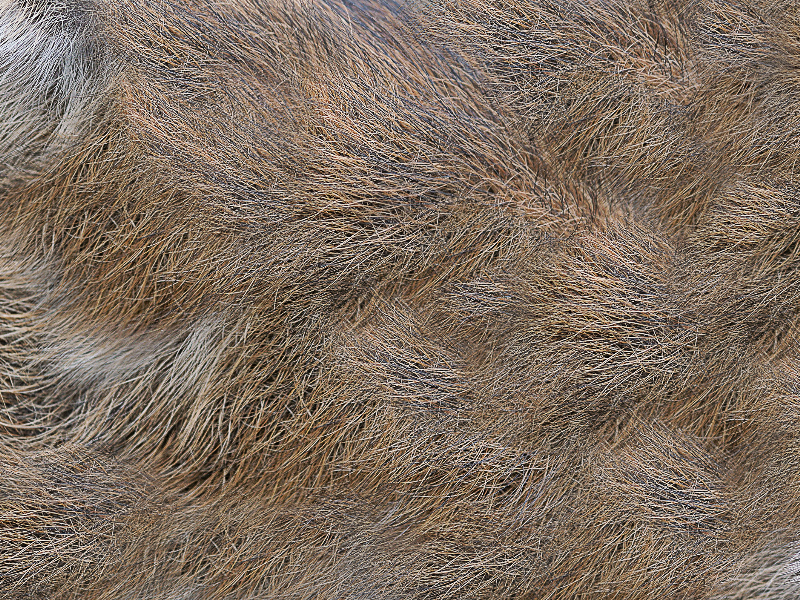 animal hair texture