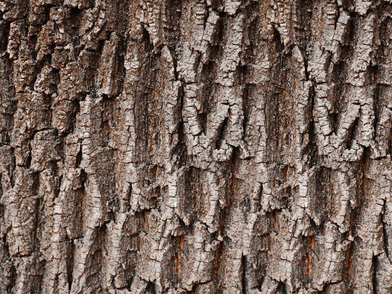 seamless oak bark texture