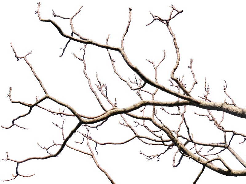 christmas tree branch png