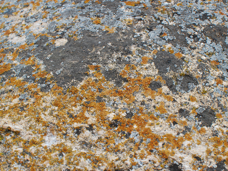 Old Stone With Red Lichen Texture