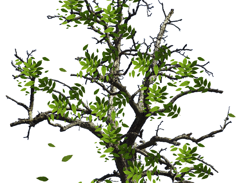 Dead Tree Branch With Transparent Background PNG (Isolated-Objects